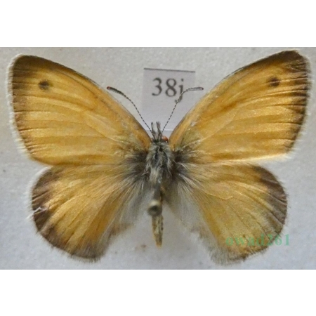 Coenonympha pamphilus (Linnaeus, 1758) male Strzępotek ruczajnik Czech38j